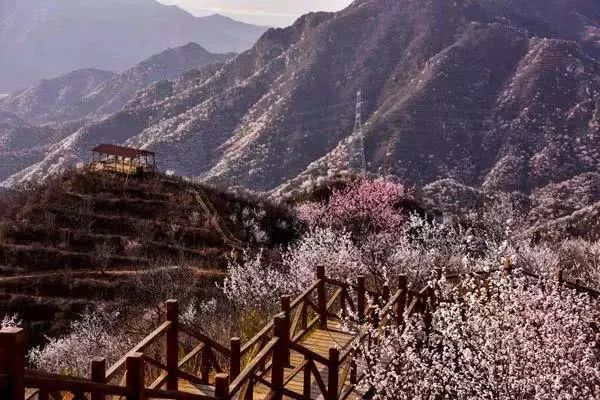 到了京郊这些花开四溢的“仙境”，您简直可以把日子过成诗！
