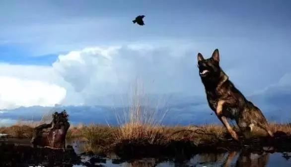 「希德勒之刃」综合素质接近完美的东德牧羊犬，了解一下？