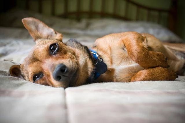 狗狗的肚子……其实是个“百宝箱”？