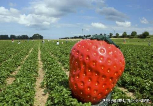 草莓定植缓苗有讲究,草莓定植需要施肥吗