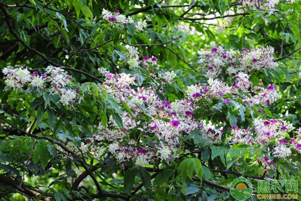 2022年春分是几点几分几秒,2022年春分是哪一天几点