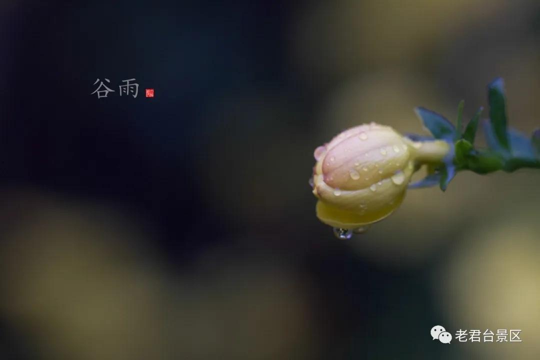 二十四节气谷雨祝福语,二十四节气谷雨的由来