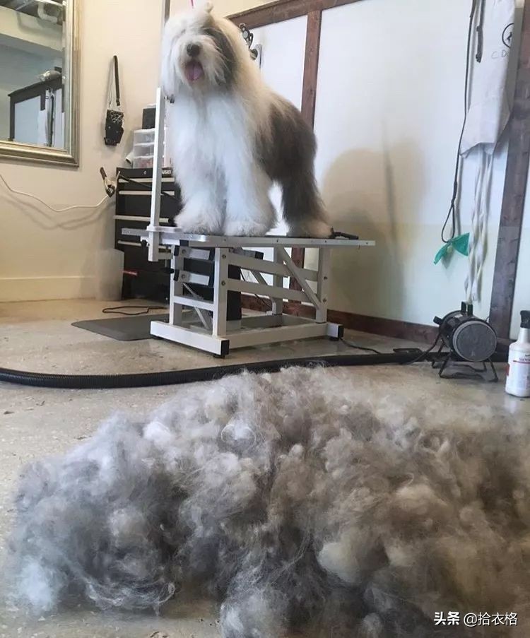 为抢玩具狗子跳起电臀舞！这么搞笑的屁屁可以看一年