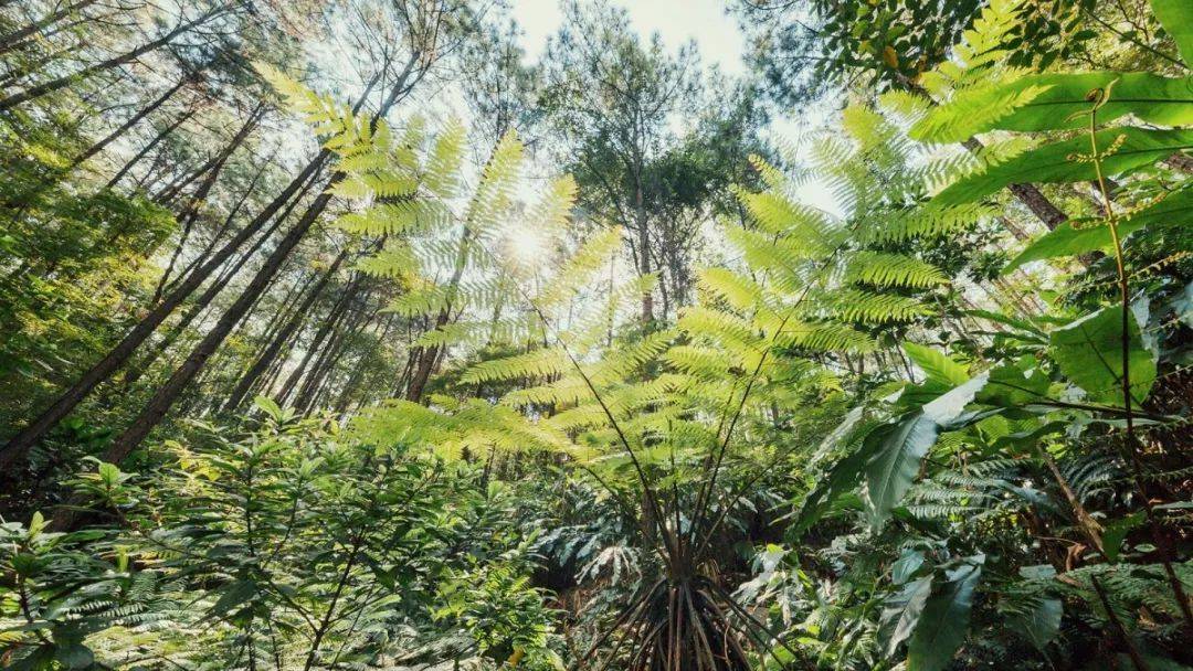 倒数狂欢夜,清远森波拉奇妙世界主题乐园住宿