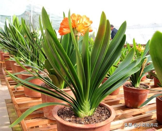君子兰烂根用河沙栽盆几天浇水好,给君子兰浇水浇到叶心怎么办