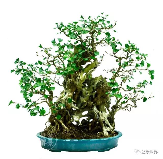 文人银杏树盆景造型参考图,银杏巨型老桩盆景