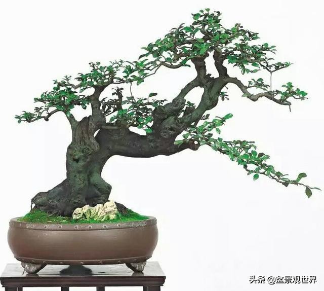 金弹子只养一棵会挂果吗,金弹子养了四年为什么不开花