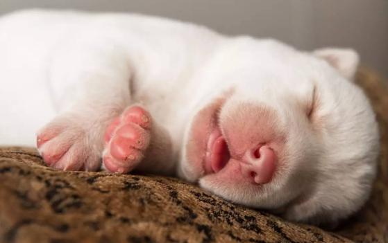 小奶狗为什么到家就吐,小奶狗到家总是叫