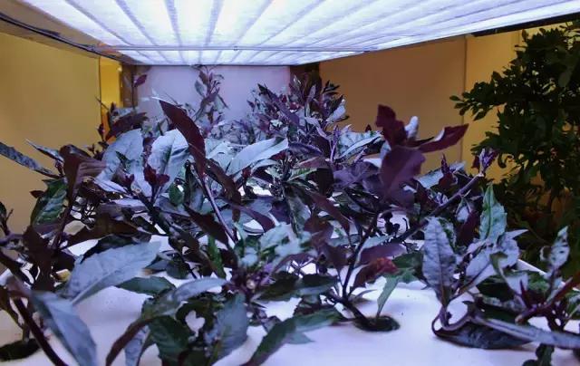 办公室里也能开挖掘机,办公室可以种葡萄