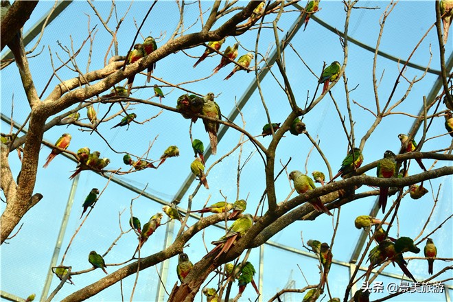 佛山南丹山有株鹦鹉树，几百只鹦鹉在晒秋取暖准备过冬