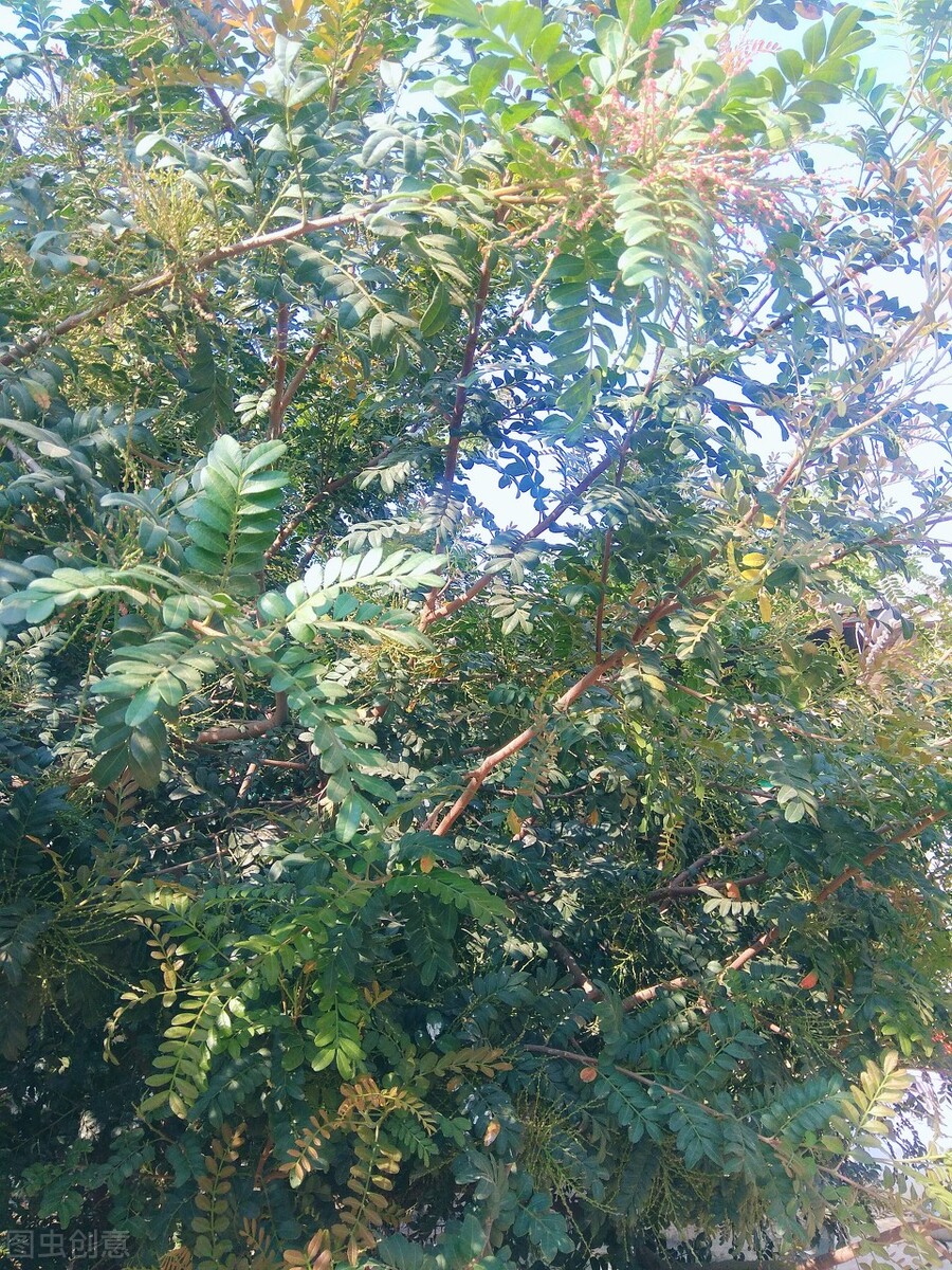 正宗香叶树,野生香叶树