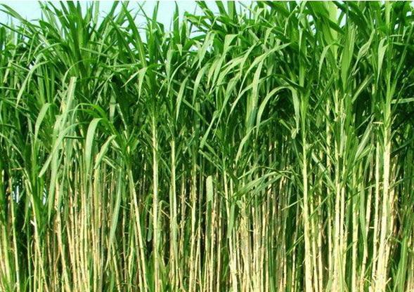 农村养牛最担心的是什么呢,为什么不建议种草养牛