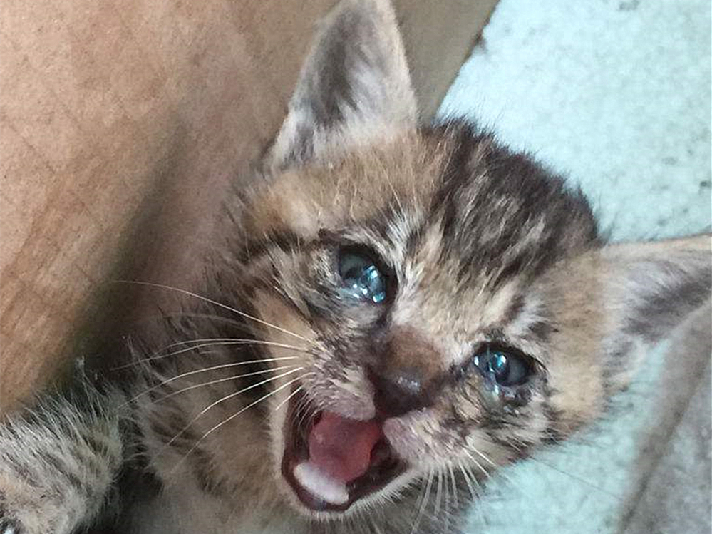 给猫拍照用闪光灯危害,给猫拍照会有什么后果