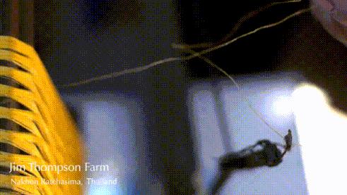 泰国王室服饰,泰国王室文化服