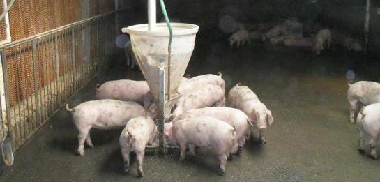 猪5号病会不会导致大便干结,大猪大便干结厌食怎么治疗