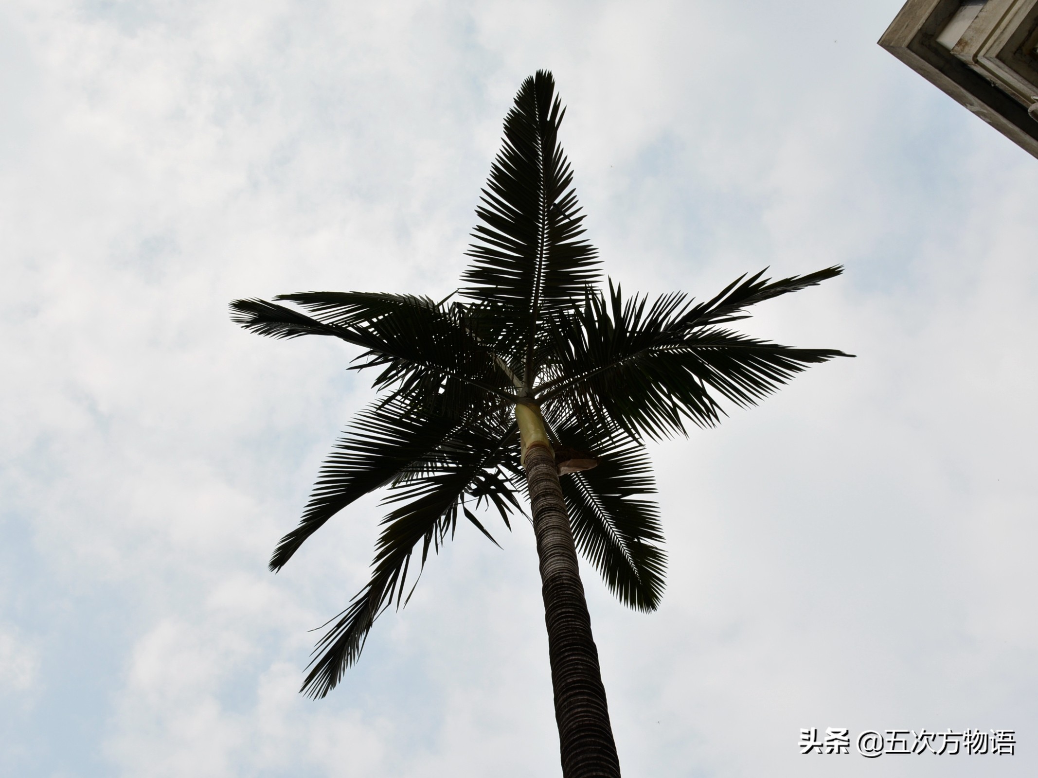 竹子草本植物还是木本植物,竹子是草本还是木本才能开花