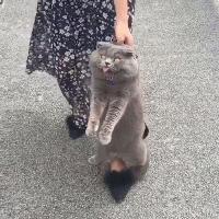 新私塾|喵星人还有这么多英语知识