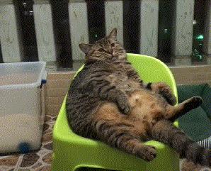 狸花猫的弃养率为什么会这么高,狸花猫的弃养率为何居高不下