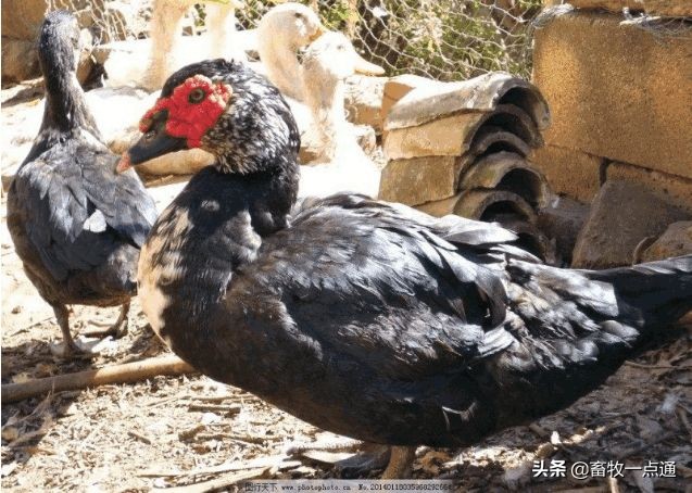 母鸭输精的正确方法,母鸡和母鸭的输精方法的区别