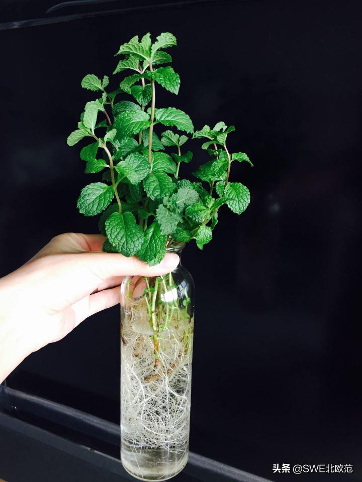 好养的北欧风大型绿植 (12款北欧风格绿植轻松打造ins风)