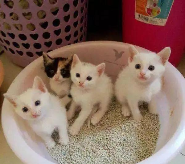 猫咪不会用滚珠怎么教,猫咪不会埋屎只会刨猫砂盆