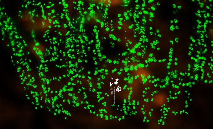 梦幻江南水乡仙境,带你看江南第一古镇