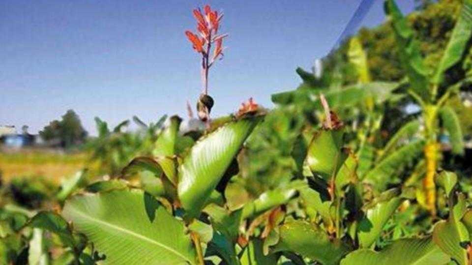 真正的芭蕉芋粉,芭蕉芋又叫蕉藕