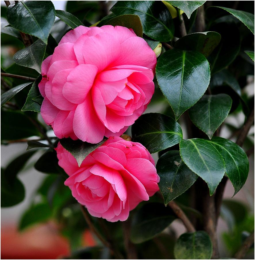 山茶花不能正常开花的原因,山茶花开花时可以晒太阳吗