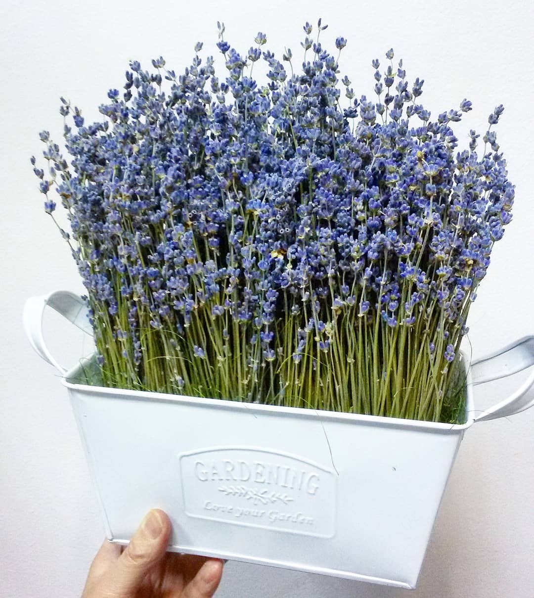 宝藏植物,植物薰衣草