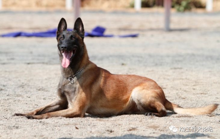 马犬起源历史,马犬起源