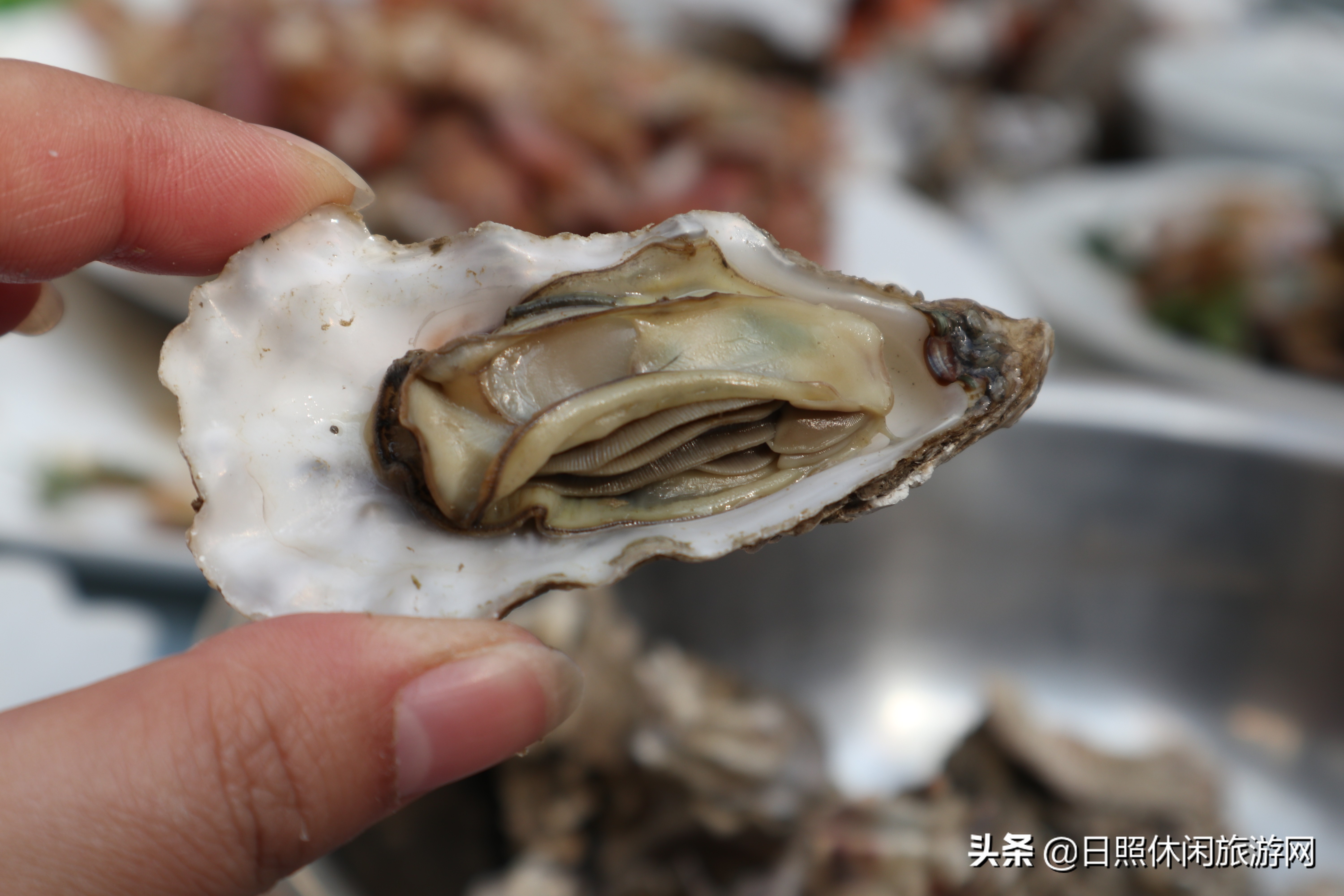 日照赶海之旅,日照冬季赶海旅游去哪里最好