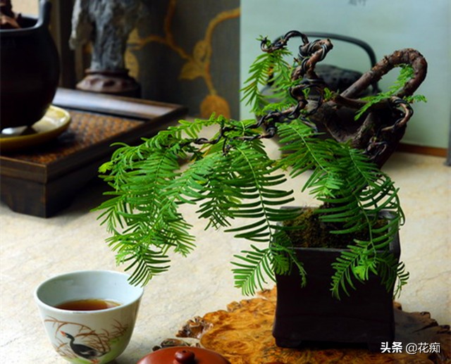 水杉盆景的造型,水杉盆景制作过程