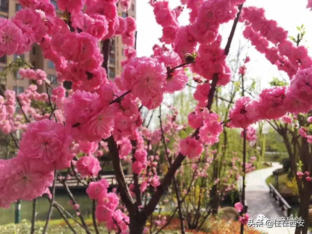 品质生活ip,星河湾的品质