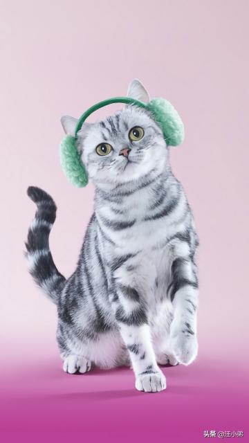 动物音乐治疗,猫狗应激反应怎么治疗