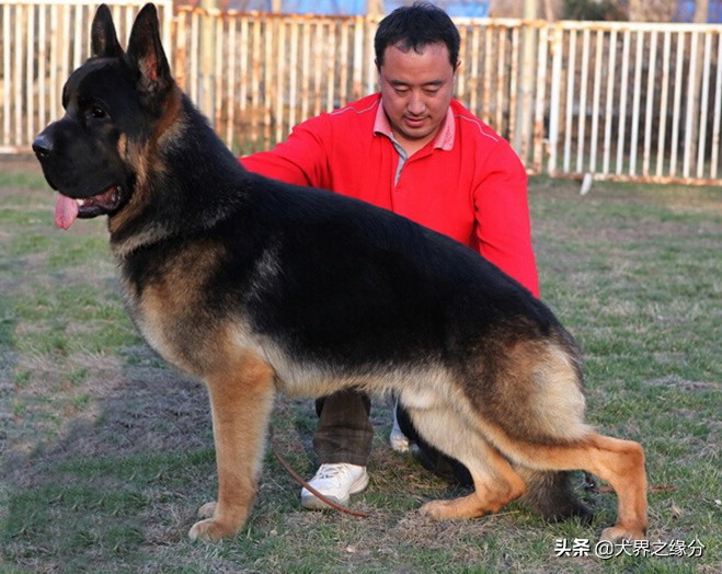 鐚涚姮涓渶鍘夊鐨勭姮鏄粈涔堢姮,鐚涚姮涓殑浜斿ぇ闇镐富