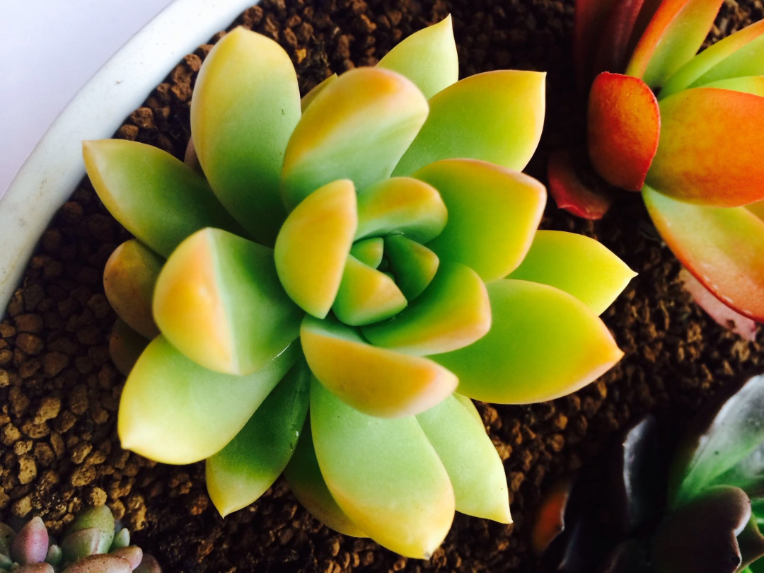 黄丽徒长砍头后怎么养护,黄丽夏季露养