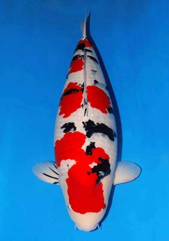 锦鲤烂鳍拒食,锦鲤鱼拒食