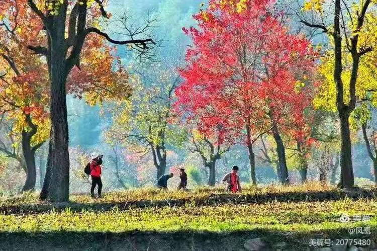 金秋拾贝——战友作品作者：瞿梅初、马庆武、张永学、王健等战友