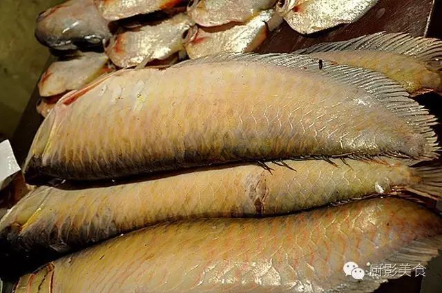 世界十大凶猛淡水鱼类,顶级淡水鱼类