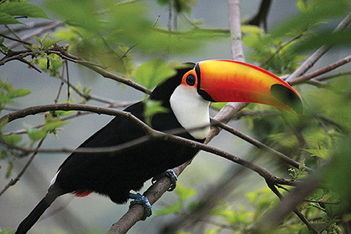 动物世界中最小的昆虫,动物世界最奇特的鸟