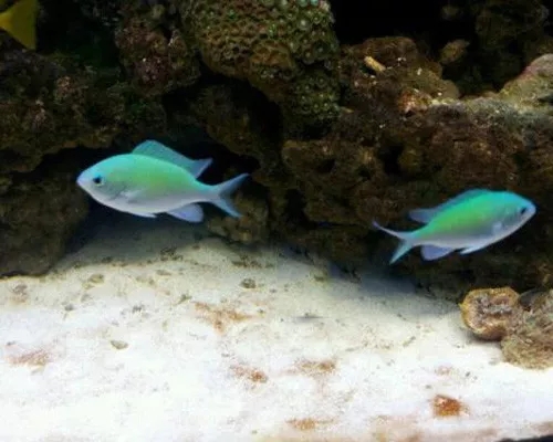 海水鲽鱼在一起打架吗,鱼儿为什么会打架