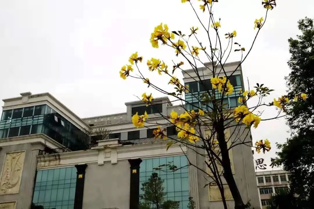 松田学院开放进去吗,广州松田学院和广州应用科技学院