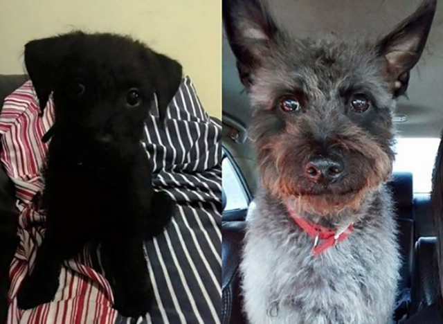 小狗黑色变棕色了,小狗黑毛色变黄怎么回事