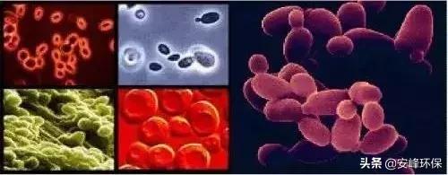 自养异养和好氧厌氧的区别,自养和异养需氧厌氧