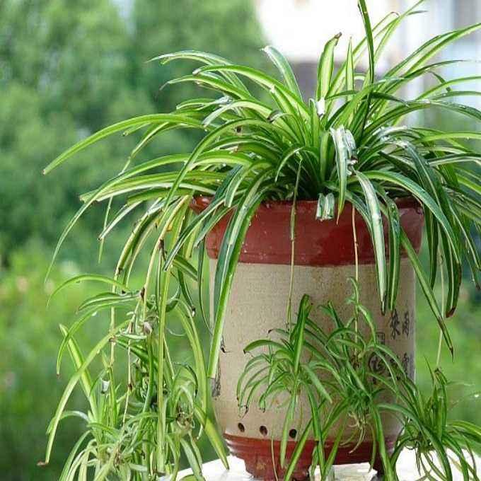 吊兰怎么水养才能更旺盛,水养吊兰怎么养才能爆盆和爬满墙