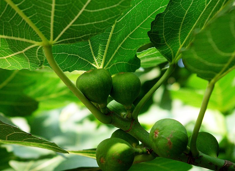 无花果新枝扦插的正确方法,无花果扦插生根木质化多久