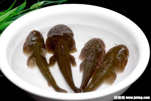 河里野生鱼推荐品种有哪些,民间好吃的鱼有哪些品种