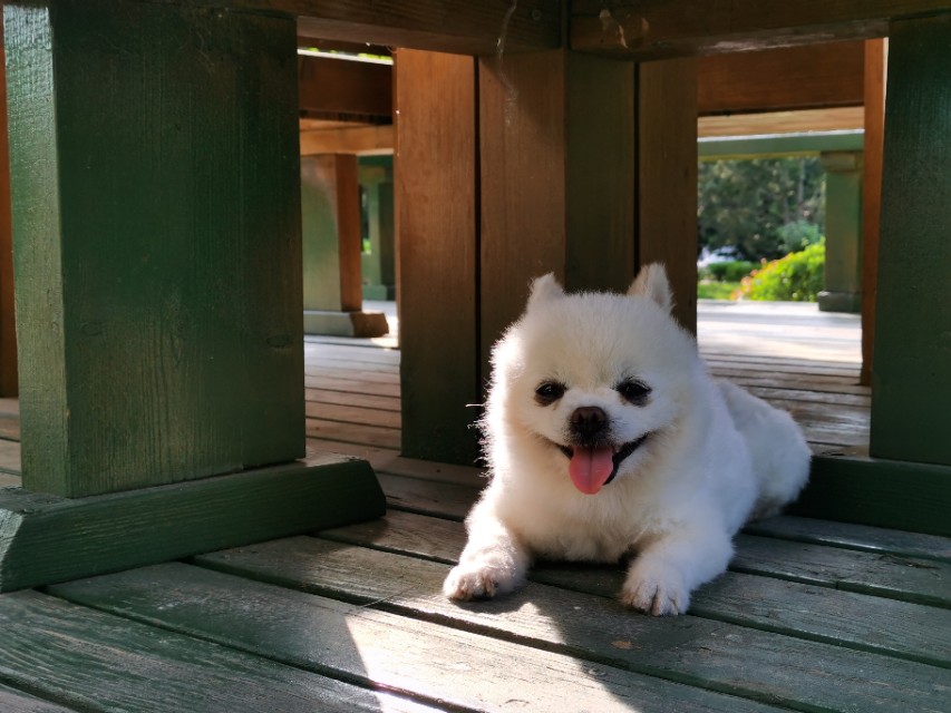 德福，不是人，是只狗！