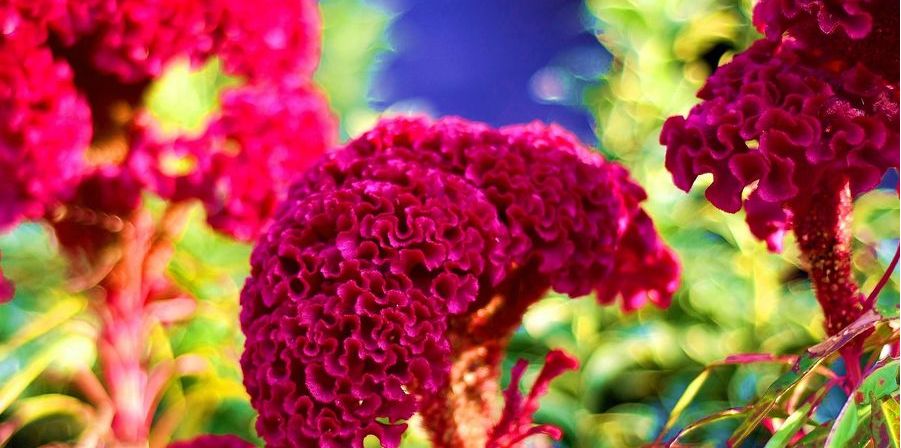 鸡冠花诗词赏析,鸡冠花的诗句及赏析