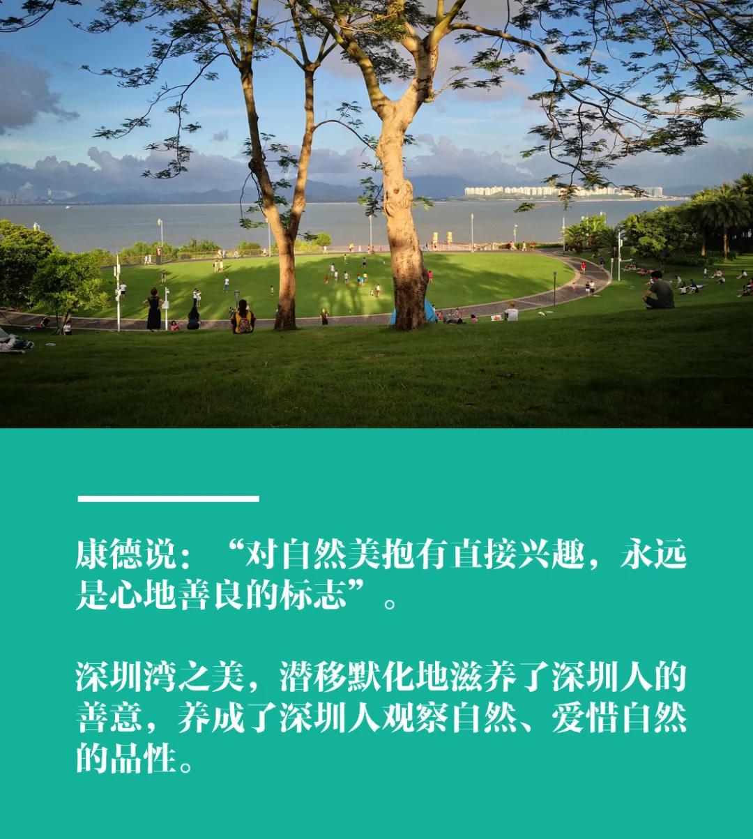 深圳湾在哪里,深圳湾是什么区的